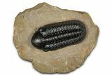 Detailed Reedops Trilobite - Lghaft, Morocco #359487-3